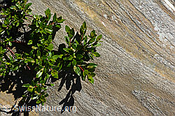 Stink-Weide (Salix foetida) (C172117)