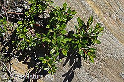 Stink-Weide (Salix foetida) (C172118)