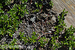 Stink-Weide (Salix foetida) (C172119)