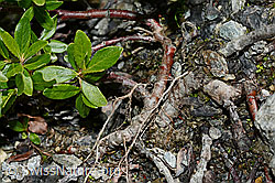 Stink-Weide (Salix foetida) (C172121)