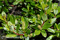 Stink-Weide (Salix foetida) (C172122)