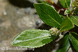 Stink-Weide (Salix foetida) (C172123)