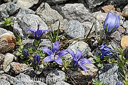 Campanula cenisia (C172135)