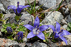 Campanula cenisia (C172138)