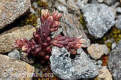 Dunkler Mauerpfeffer (Sedum atratum) (08.2020, C172145)