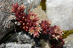 Dunkler Mauerpfeffer (Sedum atratum) (08.2020, C172147)