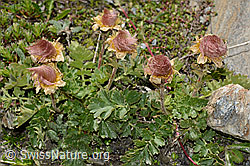 Kriechende Berg-Nelkenwurz (Geum reptans) (C172159) Kriechende Berg-Nelkenwurz (Geum reptans) (C172159)