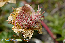 Kriechende Berg-Nelkenwurz (Geum reptans) (C172160) Kriechende Berg-Nelkenwurz (Geum reptans) (C172160)