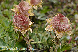 Kriechende Berg-Nelkenwurz (Geum reptans) (C172161) Kriechende Berg-Nelkenwurz (Geum reptans) (C172161)