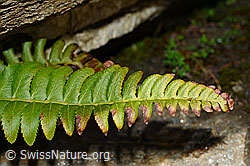Lanzenfarn (Polystichum lonchitis) (C172211) Lanzenfarn (Polystichum lonchitis) (C172211)