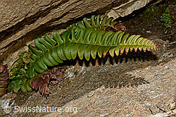Lanzenfarn (Polystichum lonchitis) (C172212) Lanzenfarn (Polystichum lonchitis) (C172212)