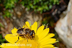 Mistbiene (Eristalis tenax)