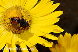 Grossköpfige Gemswurz (Doronicum grandiflorum)