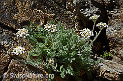 Zwerg-Schafgarbe (Achillea nana) (08.2020, C172239)