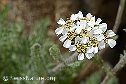 Zwerg-Schafgarbe (Achillea nana) (08.2020, C172241)