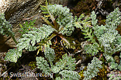 Zwerg-Schafgarbe (Achillea nana) (08.2020, C172242)
