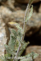 Achillea nana (C172244)