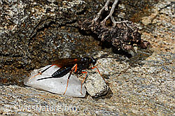 Schwarze Schlupfwespe (Pimpla rufipes) (C172246)