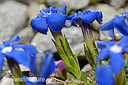 Rundblättriger Enzian (Gentiana orbicularis) (C172248) Rundblättriger Enzian (Gentiana orbicularis) (C172248)