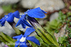 Rundblättriger Enzian (Gentiana orbicularis) (C172249) Rundblättriger Enzian (Gentiana orbicularis) (C172249)
