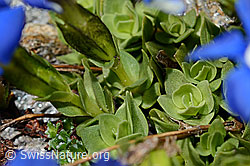 Rundblättriger Enzian (Gentiana orbicularis) (C172250) Rundblättriger Enzian (Gentiana orbicularis) (C172250)