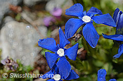 Rundblättriger Enzian (Gentiana orbicularis) (C172252) Rundblättriger Enzian (Gentiana orbicularis) (C172252)