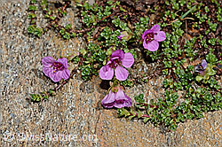 Gegenblättriger Steinbrech (Saxifraga oppositifolia) (C172255)