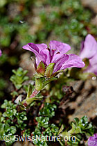 Gegenblättriger Steinbrech (Saxifraga oppositifolia) (C172256)