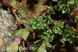 Gegenblättriger Steinbrech (Saxifraga oppositifolia) (C172257)