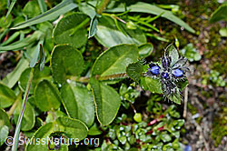 Alpen-Ehrenpreis (Veronica alpina) (C172295)