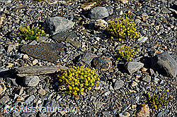 Bewimperter Steinbrech (Saxifraga aizoides) (C172747) Bewimperter Steinbrech (Saxifraga aizoides) (C172747)