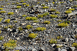 Bewimperter Steinbrech (Saxifraga aizoides) (C172749) Bewimperter Steinbrech (Saxifraga aizoides) (C172749)