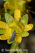 Variabler Flach-Marienkäfer (Hippodamia variegata) (C172754) Variabler Flach-Marienkäfer (Hippodamia variegata) (C172754)