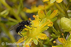 Zaphne ambigua (Blumenfliege) auf Bewimpertem Steinbrech (Saxifraga aizoides) (C172763) Zaphne ambigua (Blumenfliege) auf Bewimpertem Steinbrech (Saxifraga aizoides) (C172763)