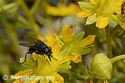 Zaphne ambigua (Blumenfliege) auf Bewimpertem Steinbrech (Saxifraga aizoides) (C172766) Zaphne ambigua (Blumenfliege) auf Bewimpertem Steinbrech (Saxifraga aizoides) (C172766)