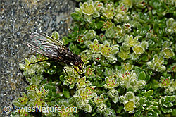 Alpen-Bruchkraut (Herniaria alpina)