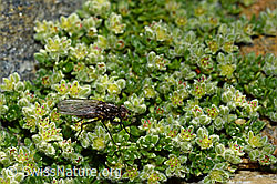 Zaphne ambigua (Blumenfliege) auf Alpen-Bruchkraut (Herniaria alpina) (C172785)