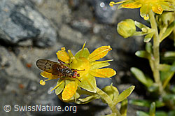 Mycophaga testacea (Blumenfliege) auf Bewimpertem Steinbrech (Saxifraga aizoides) (C172788)