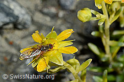 Mycophaga testacea (Blumenfliege) auf Bewimpertem Steinbrech (Saxifraga aizoides) (C172789)