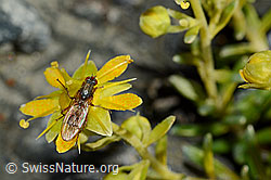 Mycophaga testacea (Blumenfliege) auf Bewimpertem Steinbrech (Saxifraga aizoides) (C172791)