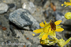 Mycophaga testacea (Blumenfliege) auf Bewimpertem Steinbrech (Saxifraga aizoides) (C172792)