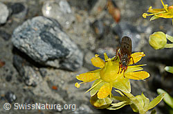 Mycophaga testacea (Blumenfliege) auf Bewimpertem Steinbrech (Saxifraga aizoides) (C172801)