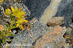 Hainschwebfliege (Episyrphus balteatus) auf Bewimperter Steinbrech (Saxifraga aizoides) (C172805) Hainschwebfliege (Episyrphus balteatus) auf Bewimperter Steinbrech (Saxifraga aizoides) (C172805)