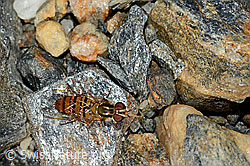 Hainschwebfliege (Episyrphus balteatus) (08.2020, C172806)
