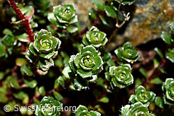 Zweiblütiger Steinbrech (Saxifraga biflora) (08.2020, C172841)