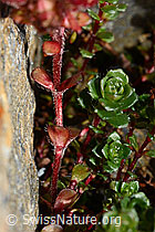 Zweiblütiger Steinbrech (Saxifraga biflora) (08.2020, C172842)