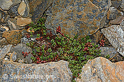 Zweiblütiger Steinbrech (Saxifraga biflora) (08.2020, C172843)