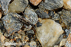 Schwarze Schlupfwespe (Pimpla rufipes) (C172846)