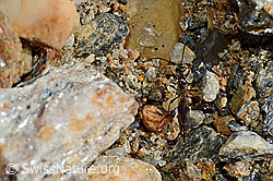 Schwarze Schlupfwespe (Pimpla rufipes) (C172848)