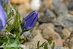 Mont Cenis-Glockenblume (Campanula cenisia) (C172858)